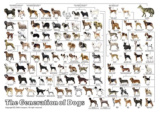 送料無料 3000ピース ジグソーパズル 究極 パズルの達人 ペット コレクション 犬の系統図2 スモールピース 73x102cm フィギュア ホビーの通販なら Metalbox メタルボックス